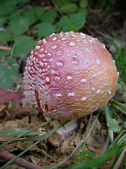 muchotrávka červená Amanita muscaria (L.) Lam.