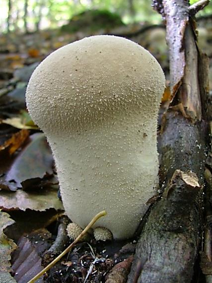 rozpadavec stopkatý Lycoperdon excipuliforme (Scop.) Pers.