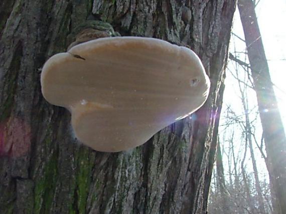 práchnovec kopytovitý Fomes fomentarius (L.) J.J. Kickx