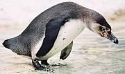 tučniak