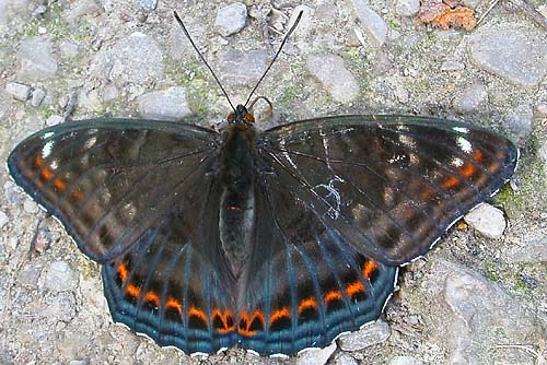 bielopásovec topoľový Limenitis populi