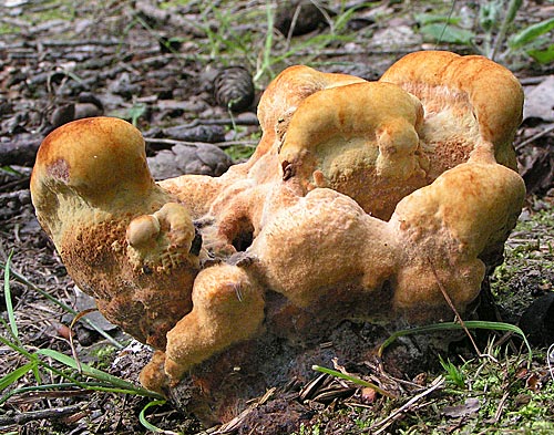hnedák Schweinitzov Phaeolus schweinitzii (Fr.) Pat.