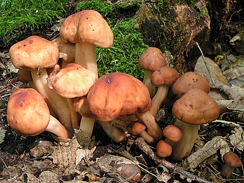 peniazovka vretenovitohlúbiková Gymnopus fusipes (Bull.) Gray