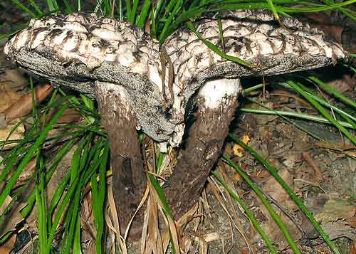 šiškovec šupinatý Strobilomyces strobilaceus (Scop.) Berk.