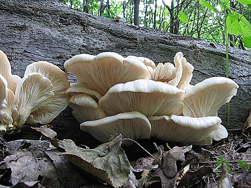 hliva buková Pleurotus pulmonarius (Fr.) Quél.