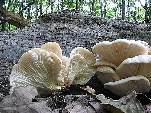 hliva buková Pleurotus pulmonarius (Fr.) Quél.