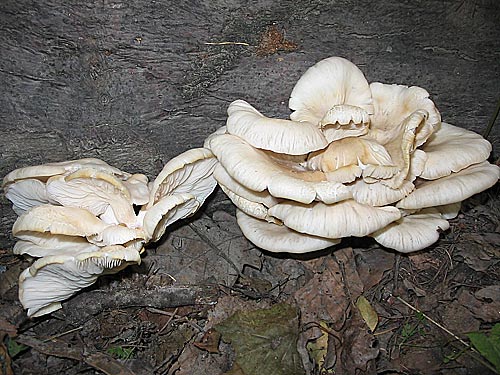 hliva buková Pleurotus pulmonarius (Fr.) Quél.