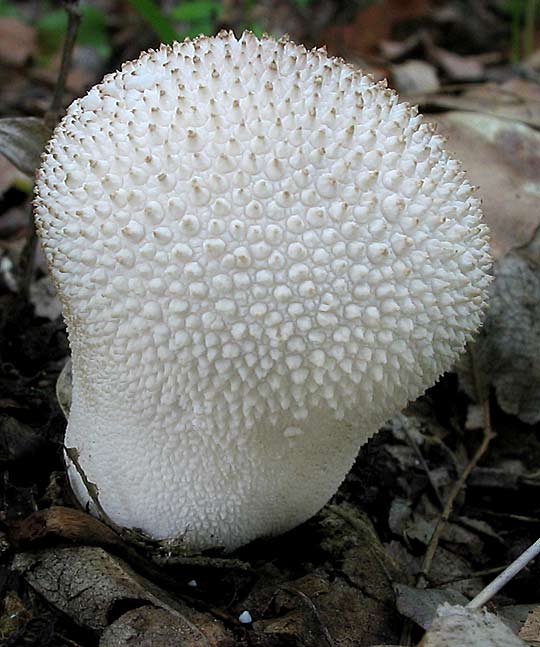 prášnica bradavičnatá Lycoperdon perlatum Pers.