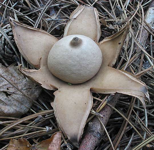 hviezdovka trojitá Geastrum triplex Jungh.