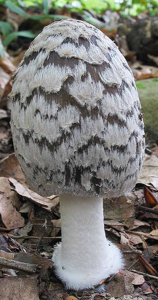 hnojník strakatý Coprinopsis picacea (Bull.) Redhead, Vilgalys & Moncalvo