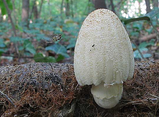 hnojník okrový Coprinellus domesticus (Bolton) Vilgalys, Hopple & Jacq. Johnson