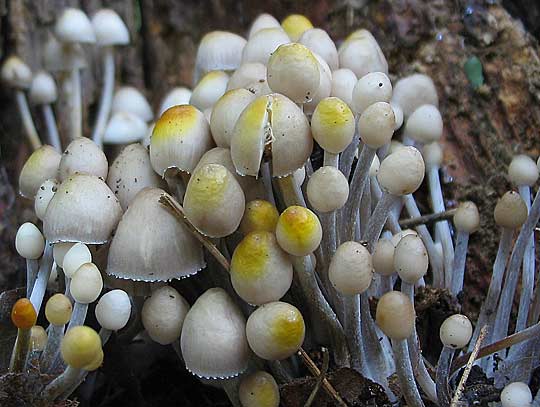 prilbička sp. Mycena sp.