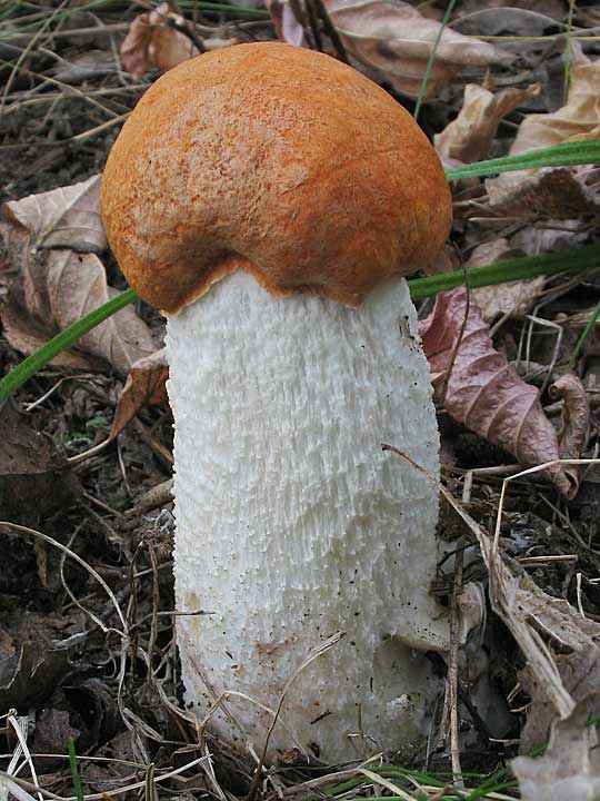 kozák osikový Leccinum albostipitatum den Bakker & Noordel.