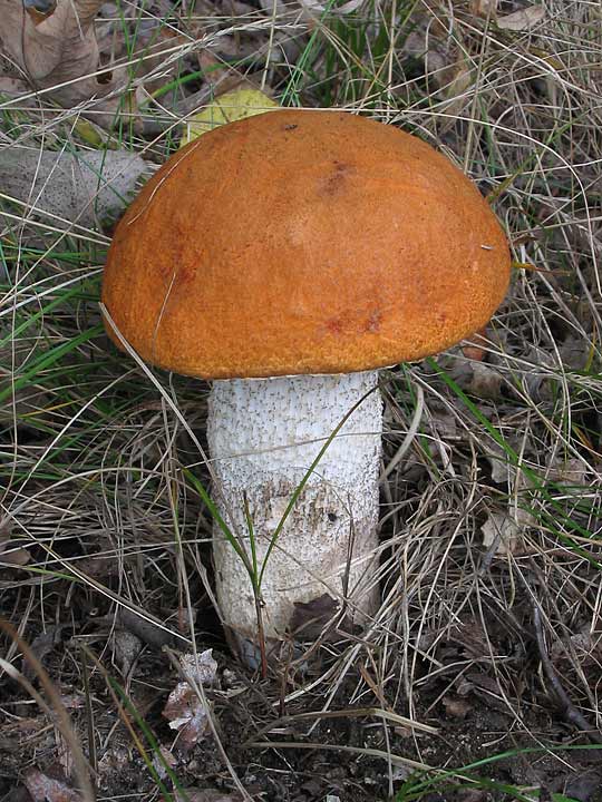 kozák osikový Leccinum albostipitatum den Bakker & Noordel.