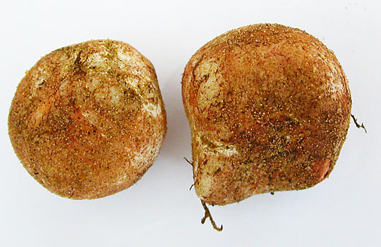 koreňovec sp. Rhizopogon