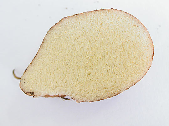 koreňovec - Rhizopogon,  rez plodnicou