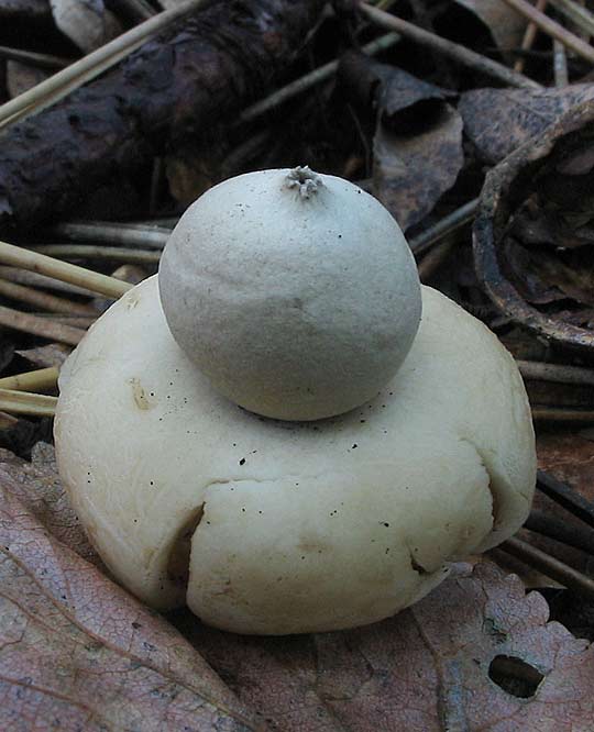 hviezdovka strapkatá Geastrum fimbriatum Fr.