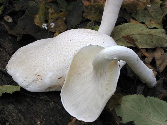 hliva dubová Pleurotus dryinus (Pers.) P. Kumm.