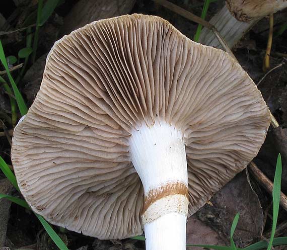poľnička topoľová Cyclocybe cylindracea (DC.) Vizzini & Angelini