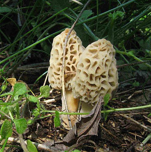 smrčok jedlý Morchella esculenta (L.) Pers.