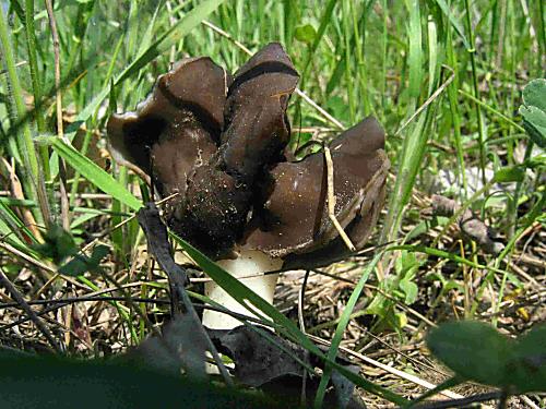 chriapač pieskomilný Helvella spadicea