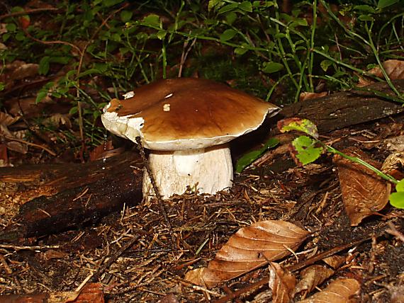 hríb smrekový Boletus edulis Bull.