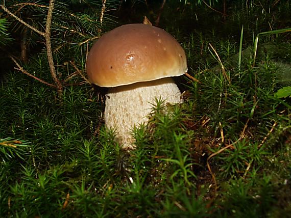 hríb smrekový Boletus edulis Bull.