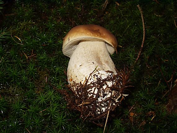 hríb smrekový Boletus edulis Bull.