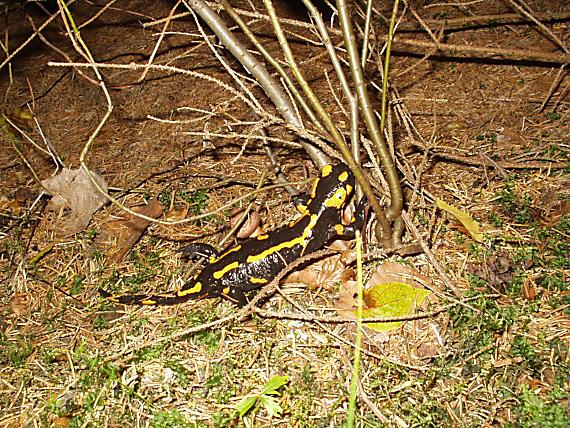 salamander škvrnitý