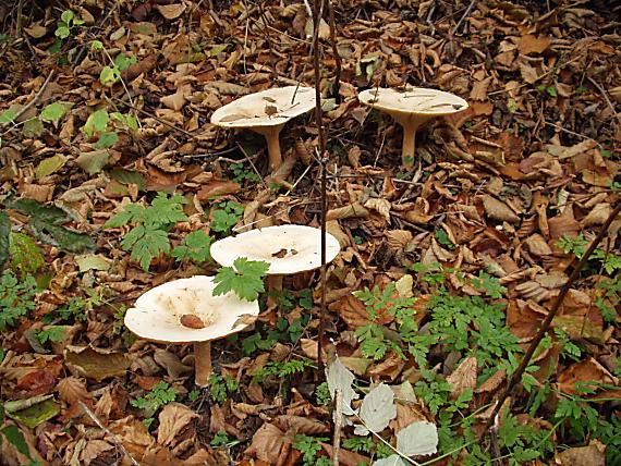 strmuľka veľká? Clitocybe geotropa?