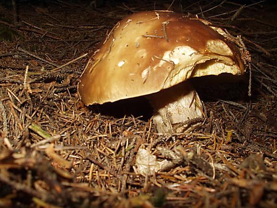 hríb smrekový Boletus edulis Bull.