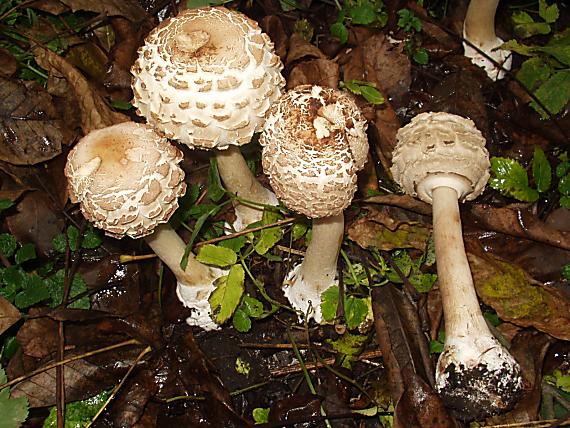 bedľa červenejúca Chlorophyllum rhacodes (Vittad.) Vellinga