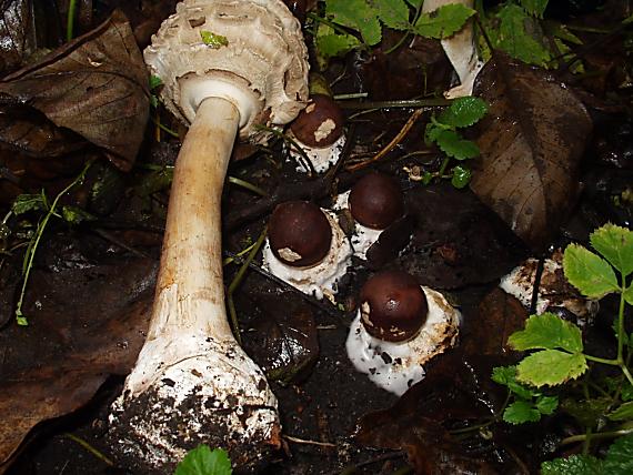bedľa červenejúca Chlorophyllum rhacodes (Vittad.) Vellinga