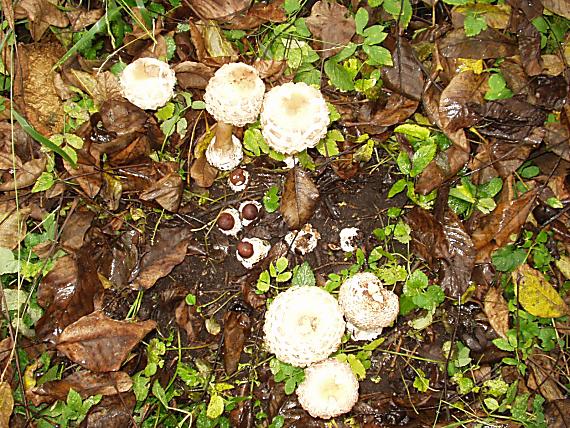 bedľa červenejúca Chlorophyllum rhacodes (Vittad.) Vellinga