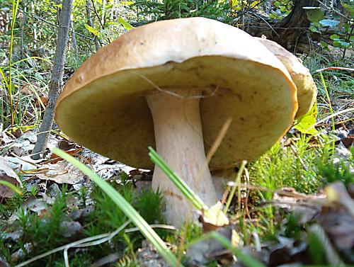 hrib sosnový
