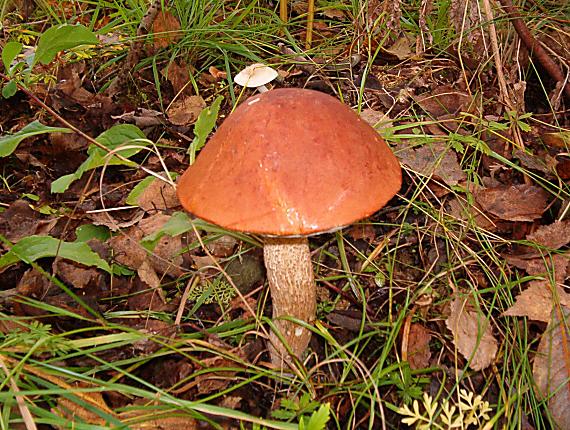 kozák osikový Leccinum albostipitatum den Bakker & Noordel.
