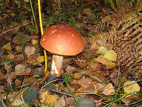 kozák osikový Leccinum albostipitatum den Bakker & Noordel.