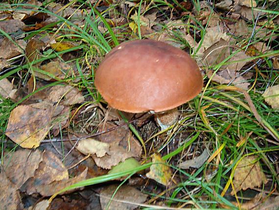 kozák osikový Leccinum albostipitatum den Bakker & Noordel.