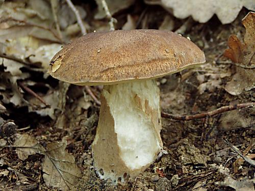hríb dubový Boletus reticulatus Schaeff.