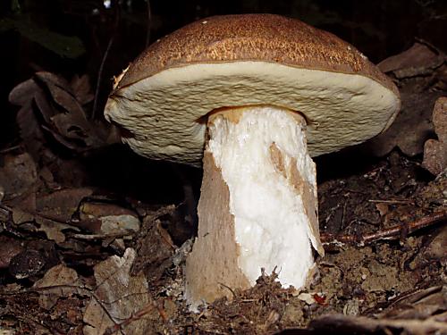 hríb dubový Boletus reticulatus Schaeff.