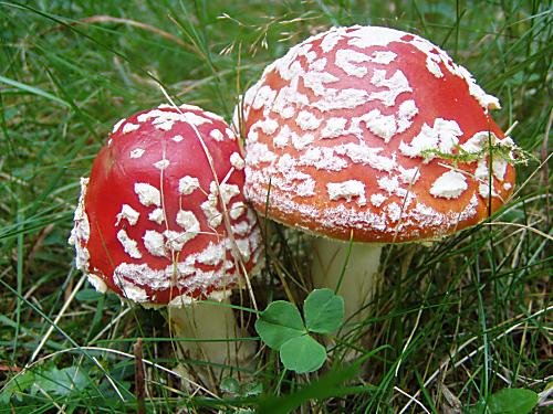 muchotrávka červená Amanita muscaria (L.) Lam.