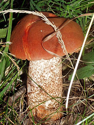 kozák dubový Leccinum aurantiacum (Bull.) Gray