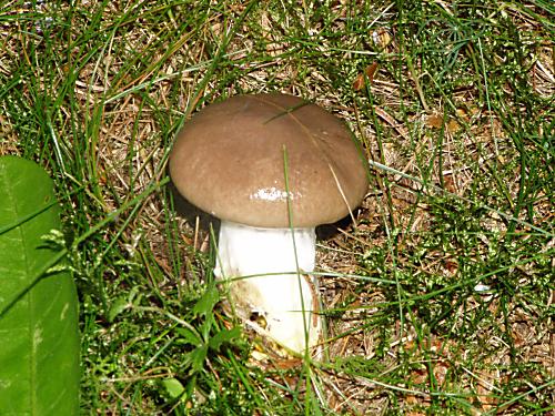 sliziak mazlavý Gomphidius glutinosus (Schaeff.) Fr.