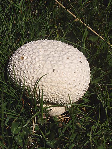 prášnica bradavičkatá Lycoperdon perlatum Pers.