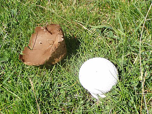 prášnica bradavičkatá Lycoperdon perlatum Pers.