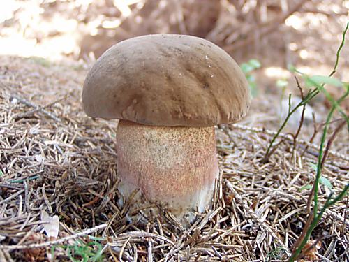 hríb zrnitohlúbikový Neoboletus luridiformis (Rostk.) G. Wu & Zhu L. Yang