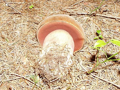 hríb zrnitohlúbikový Neoboletus luridiformis (Rostk.) G. Wu & Zhu L. Yang