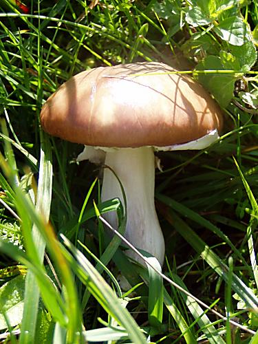 masliak obyčajný Suillus luteus (L.) Roussel
