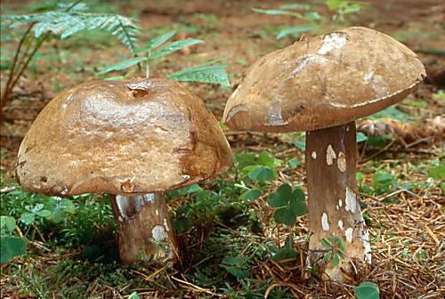 hřib nachovýtrusný - Tmavohríb obyčajný Porphyrellus porphyrosporus (Fr. & Hök) E.-J. Gilbert