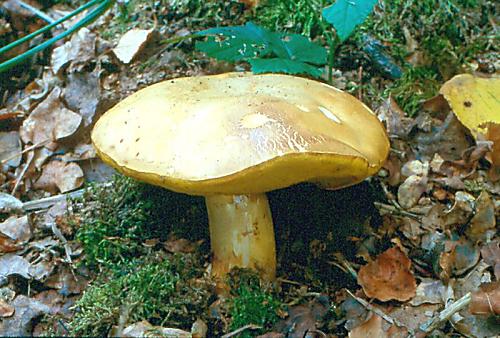 hřib plavý Hemileccinum impolitum (Fr.) Šutara